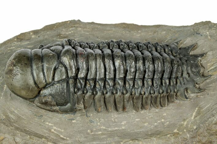 Detailed Crotalocephalina Trilobite - Atchana, Morocco #331022